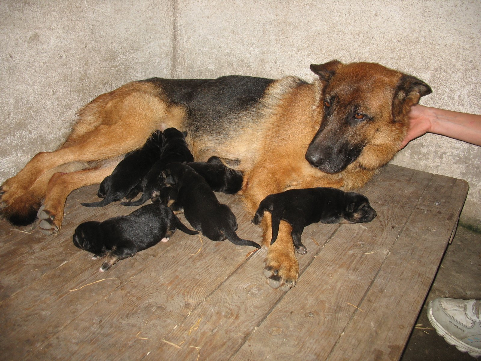 Новорожденные щенки овчарки - 73 фото