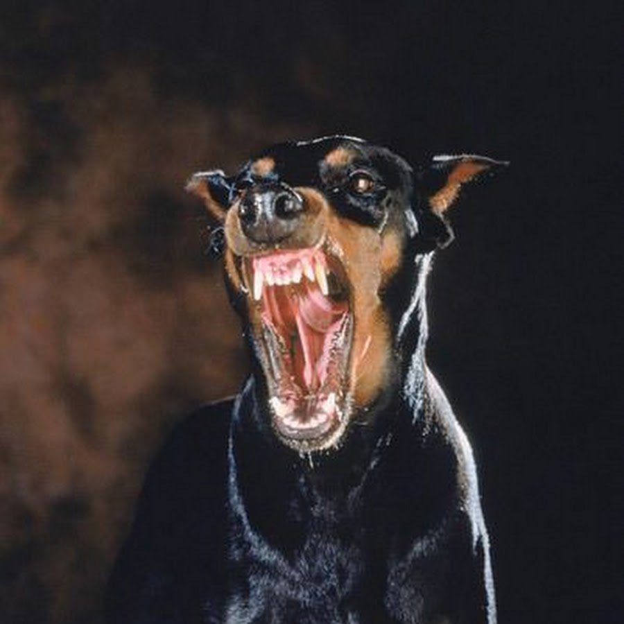 Мопс в костюме