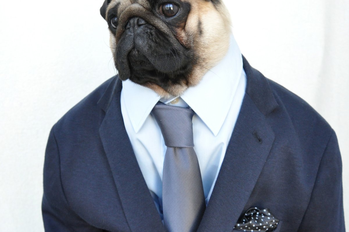 Мопс Фрэнки люди в черном