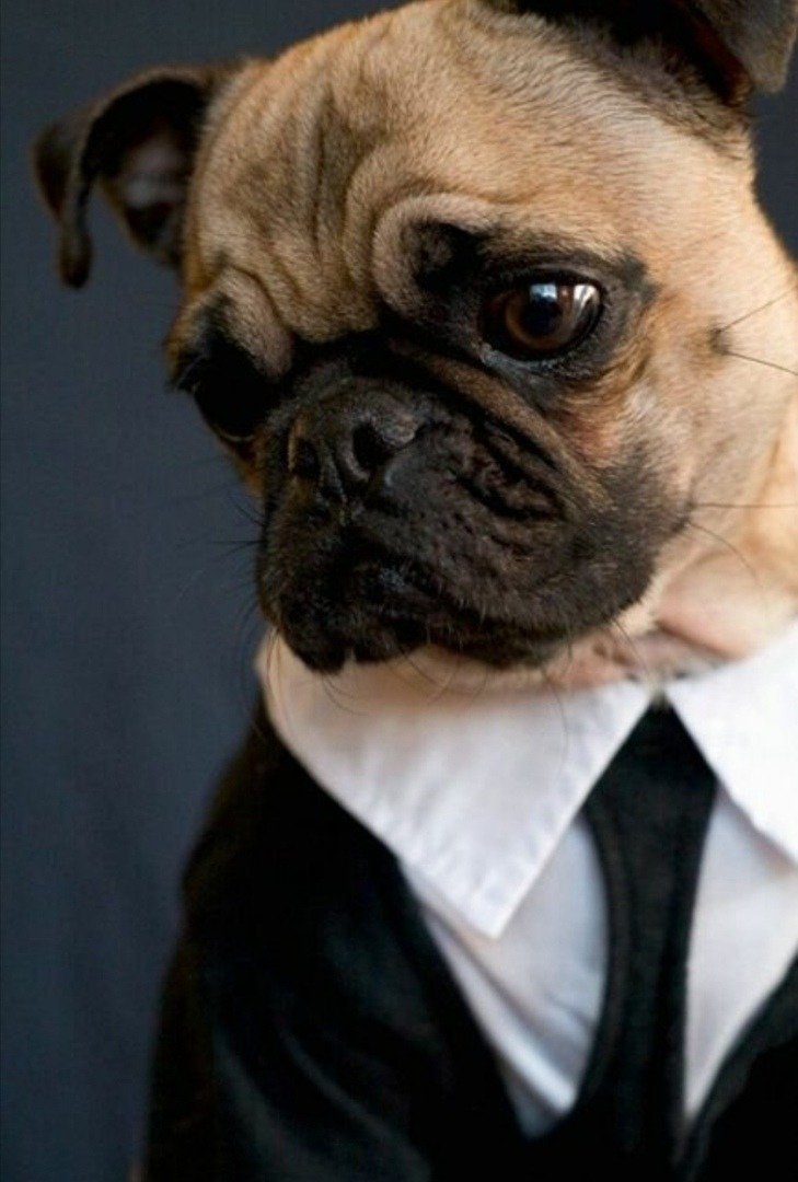 Mario Testino Доберман