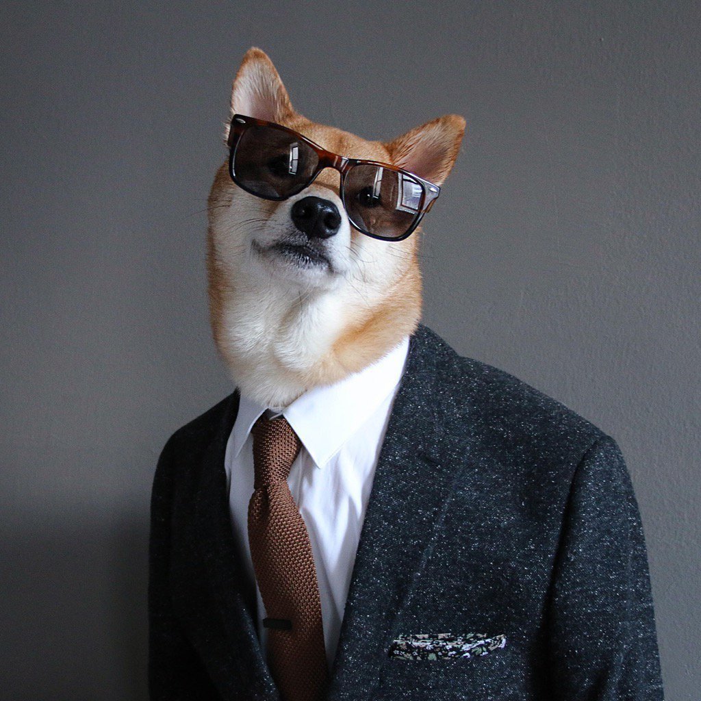 Азавак Левретка