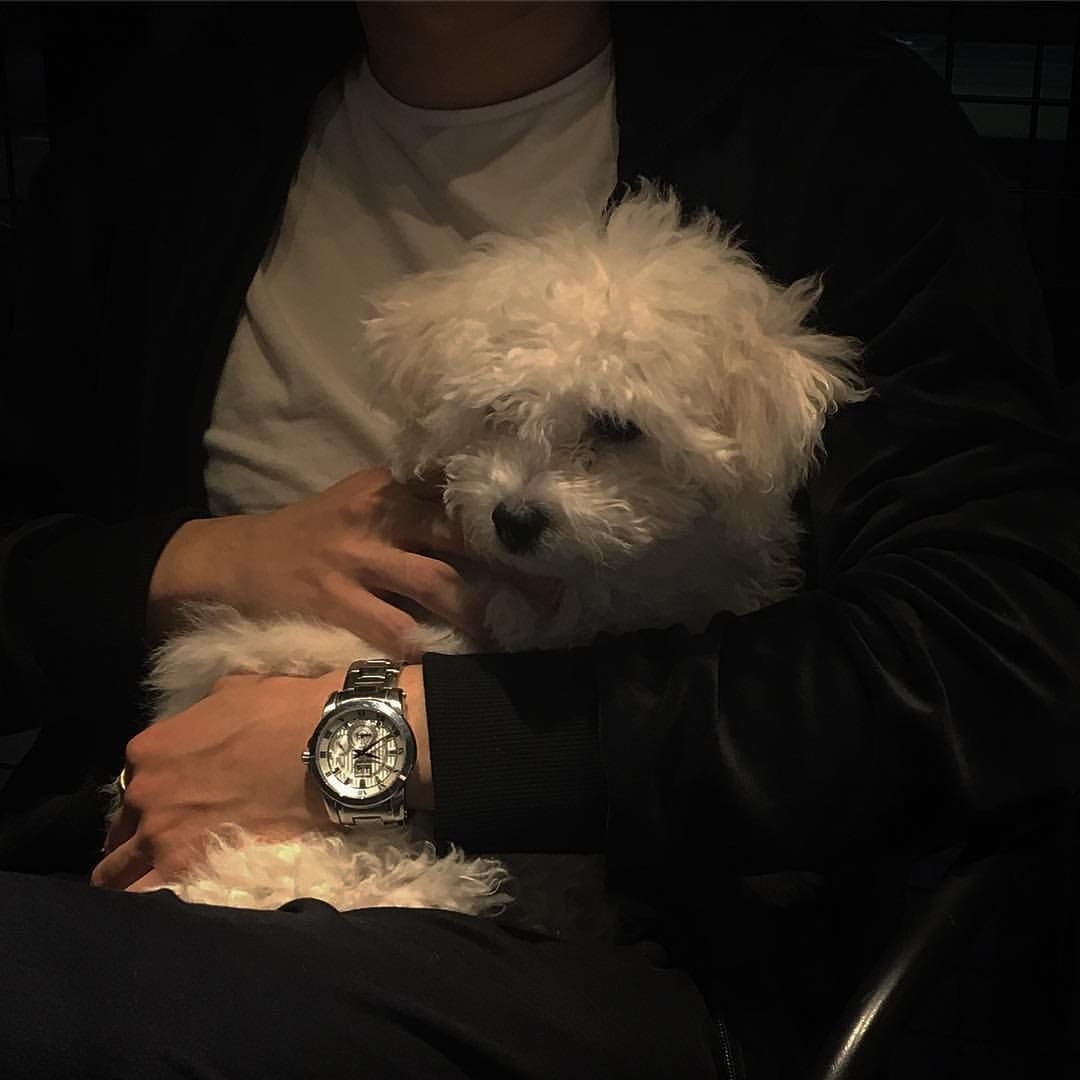 Кубинский питбультерьер