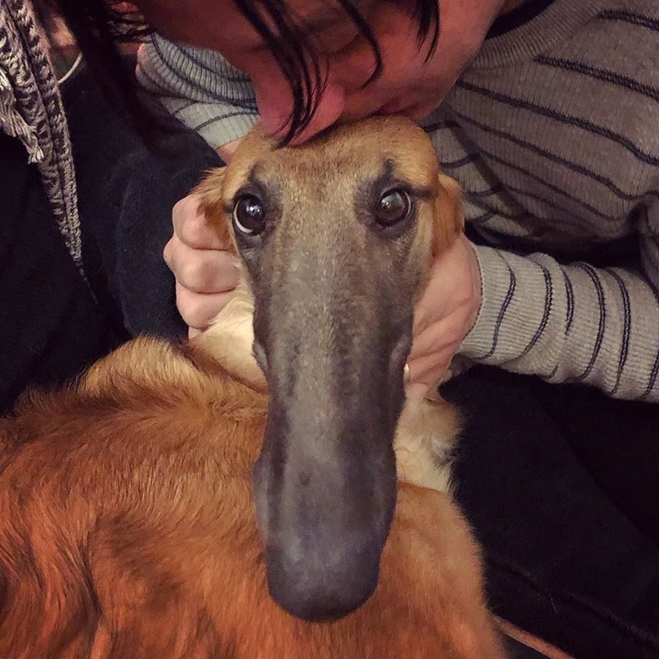 Доберман пинчер злой