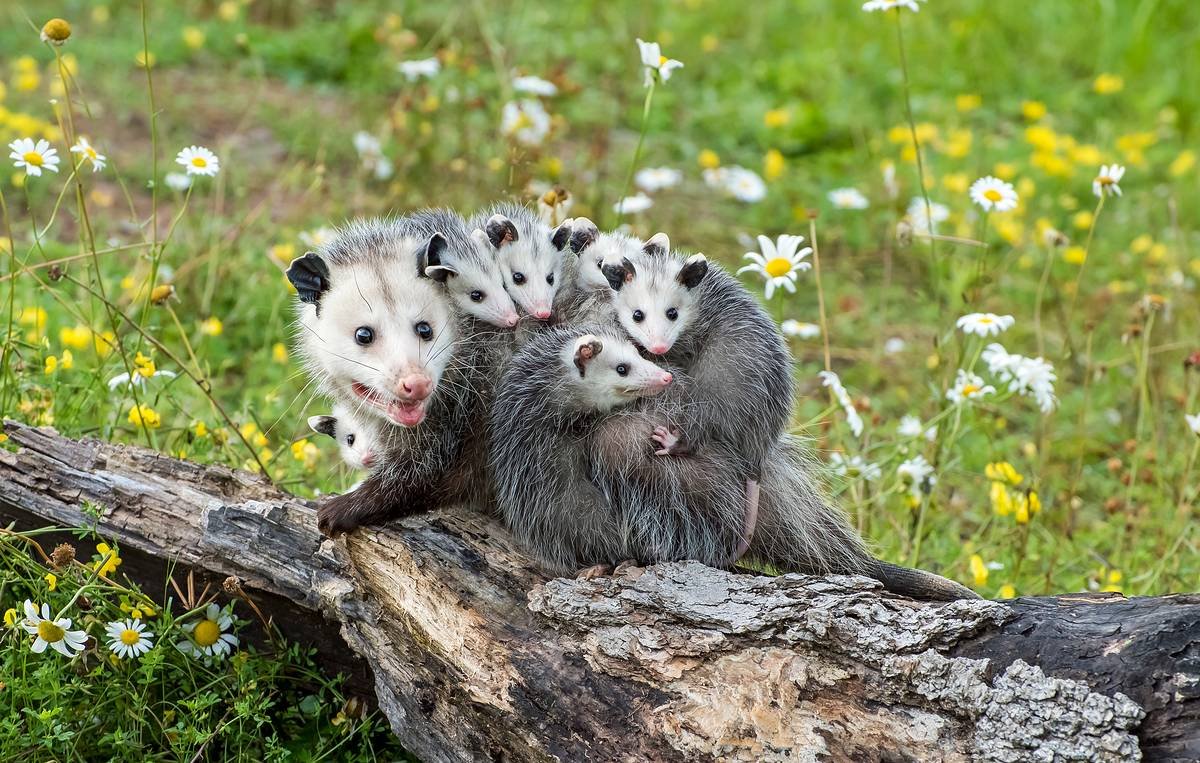 Отряд опоссумы (Didelphimorphia)