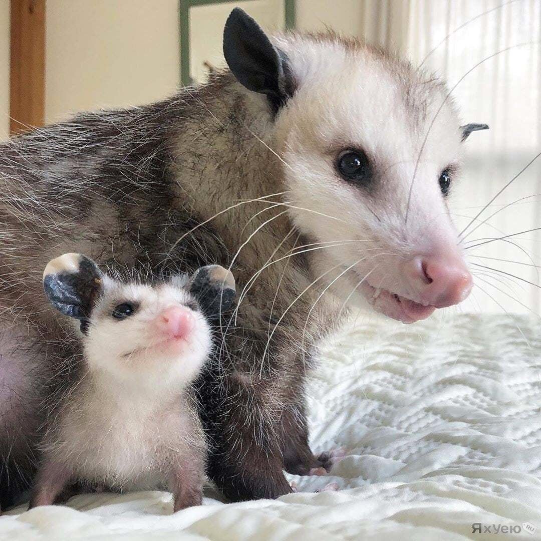 Опоссум Хизер