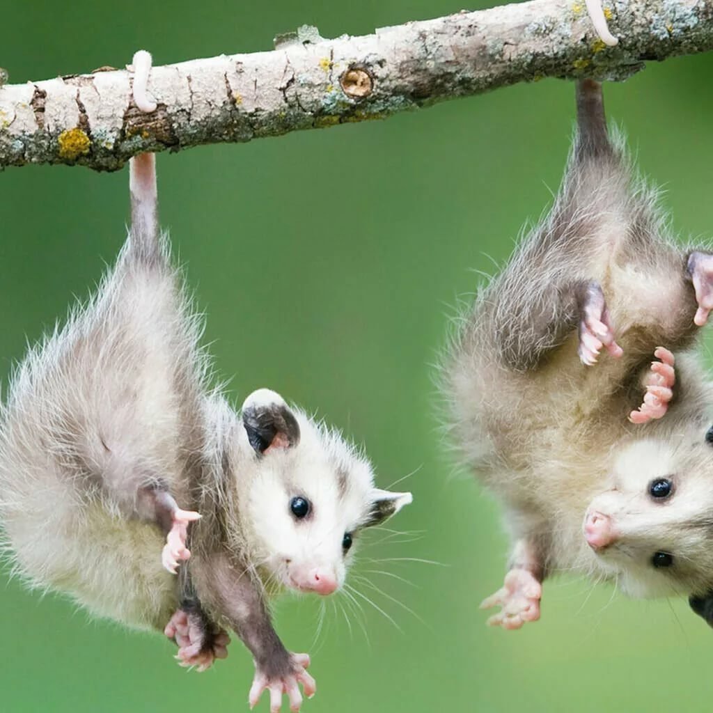 Ушастый опоссум