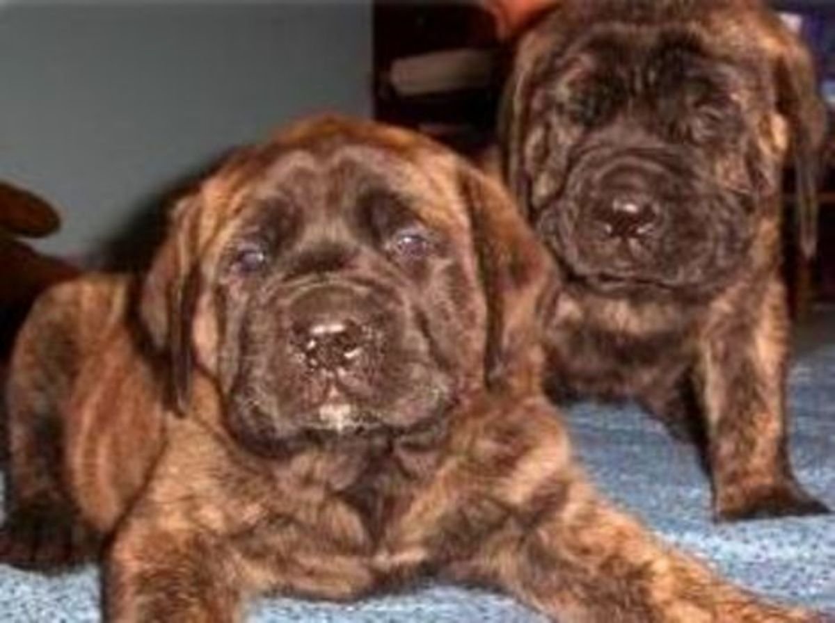 Тигровый мастиф с голубыми глазами