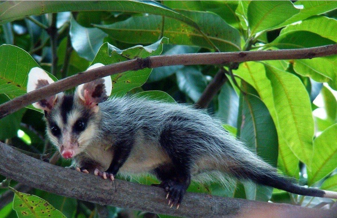 Австралийский опоссум