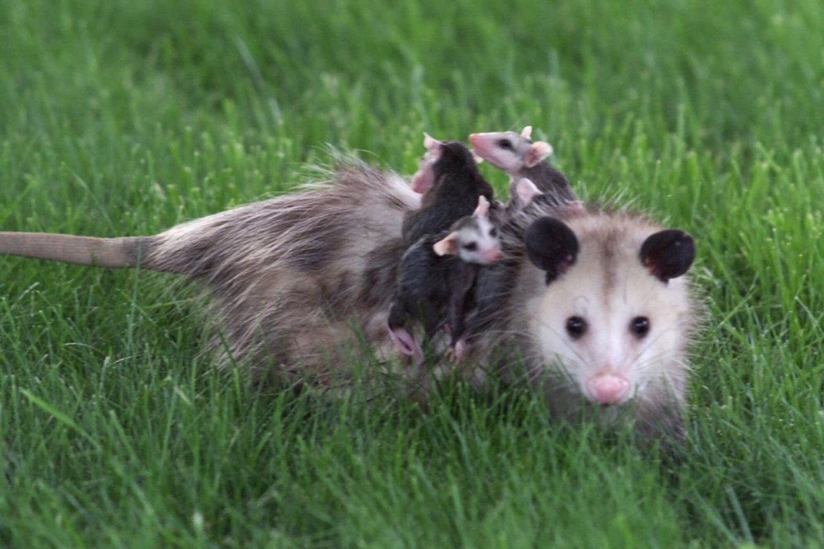 Спаривание опоссумов