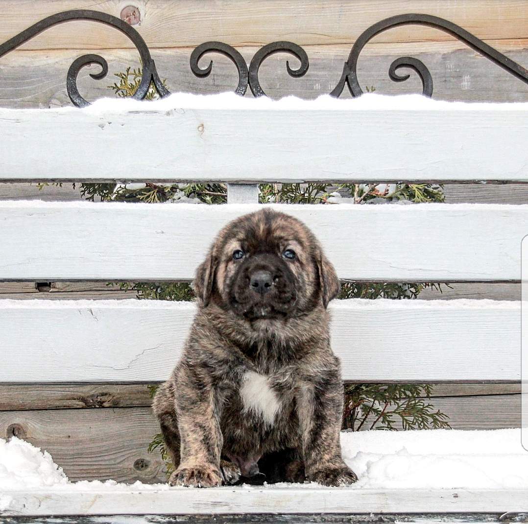 Испанский мастиф тигровый окрас