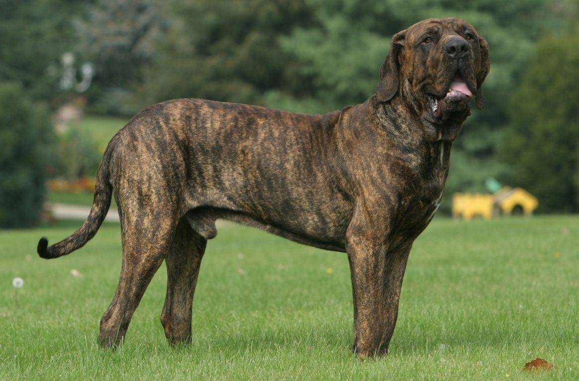 Фила бразилейро мастиф