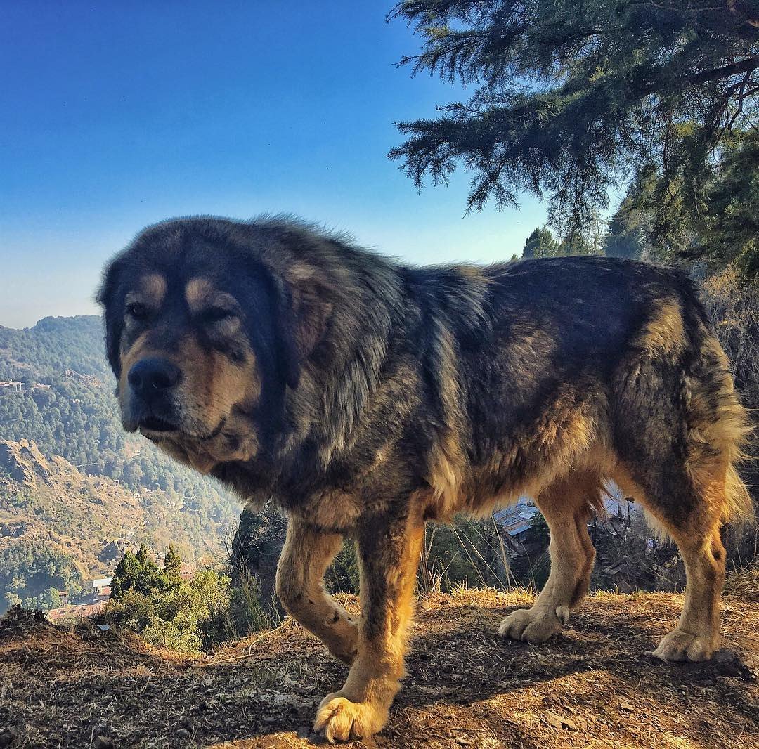 Леонбергер и маламут