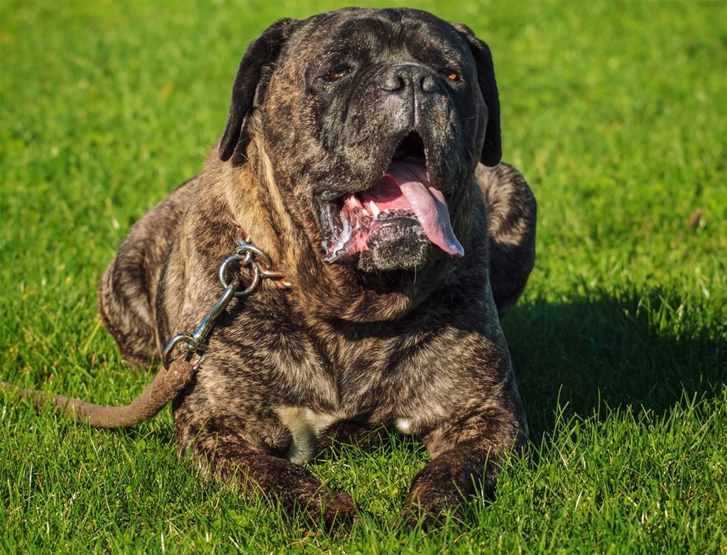 Тигровый мастиф фото собаки