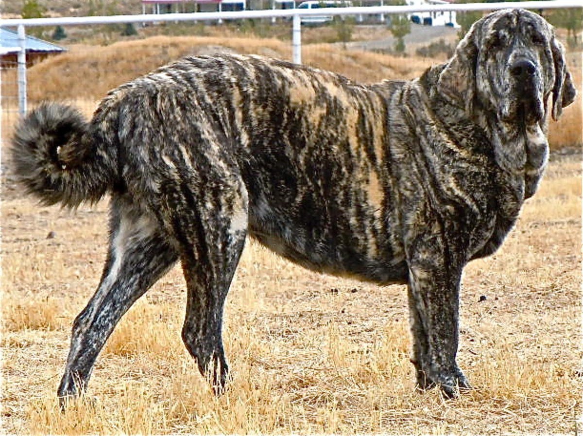 Испанский мастиф тигровый