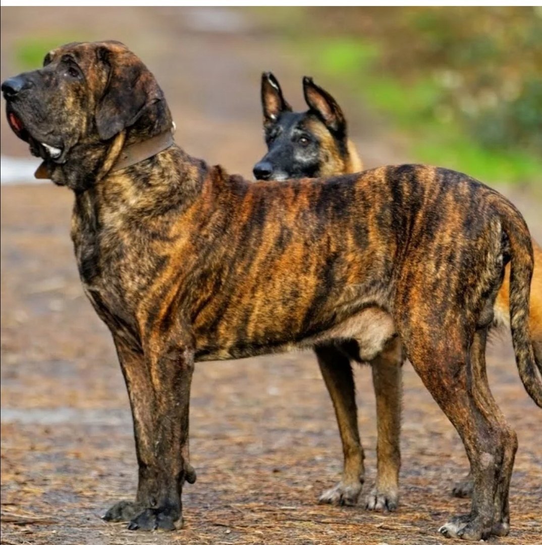 Фила бразилейро