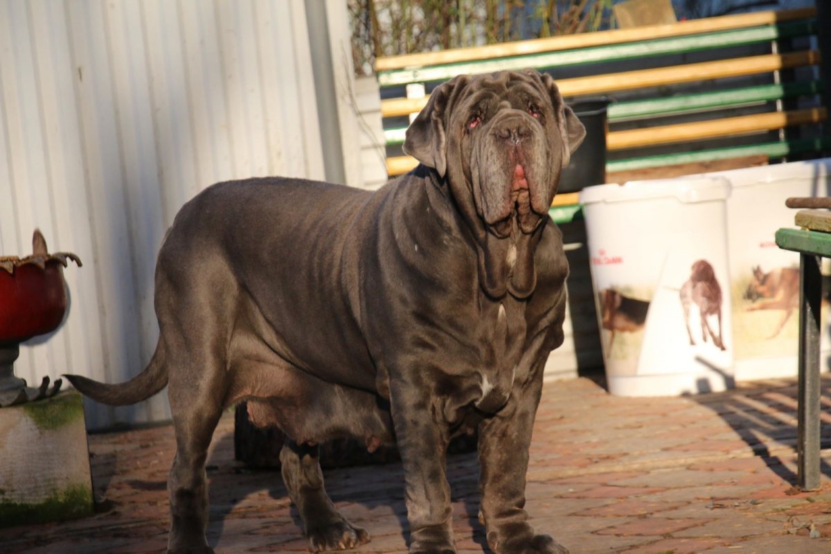 Мастино неаполитано Ахиллес