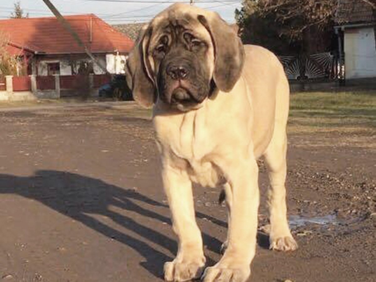 Мраморный мастиф собака