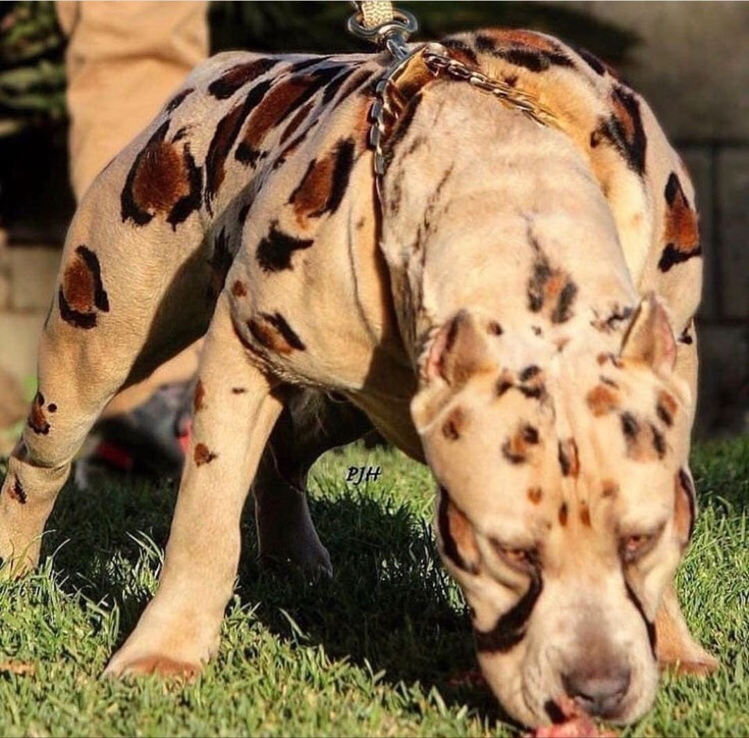 Титус албанский питбуль