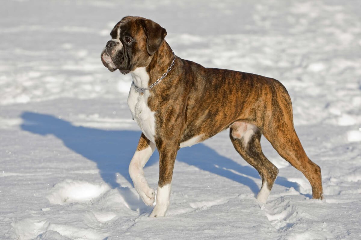 Немецкий боксёр тигровый