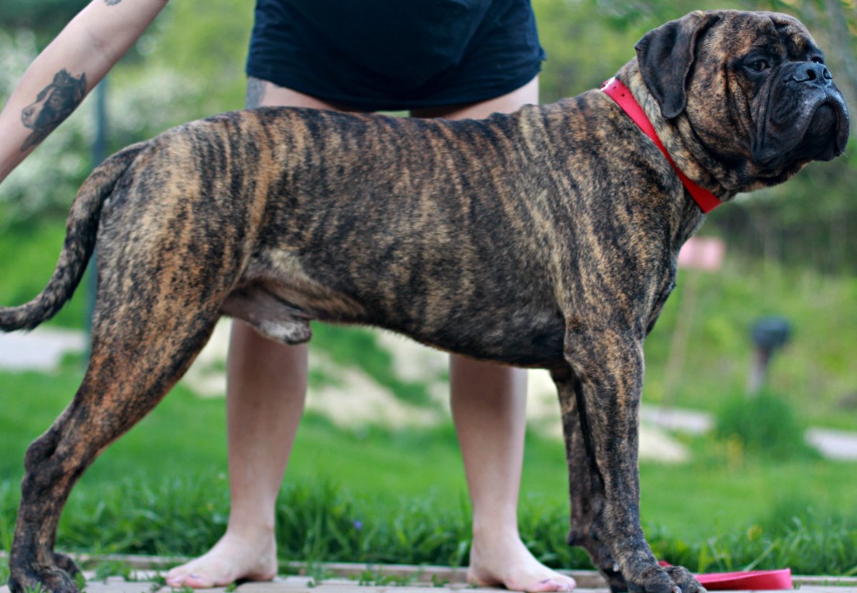 Кане Корсо тигровый