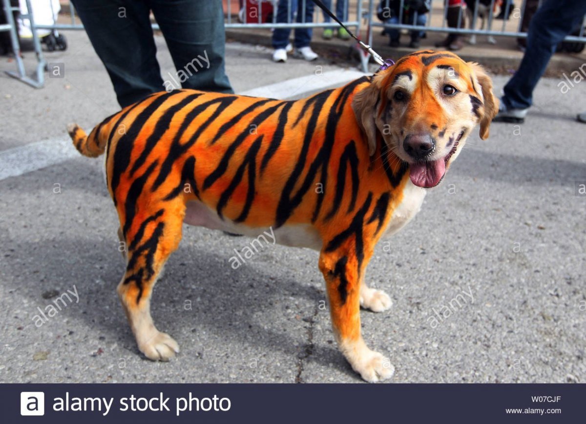 Тигра Бенсон порода собак