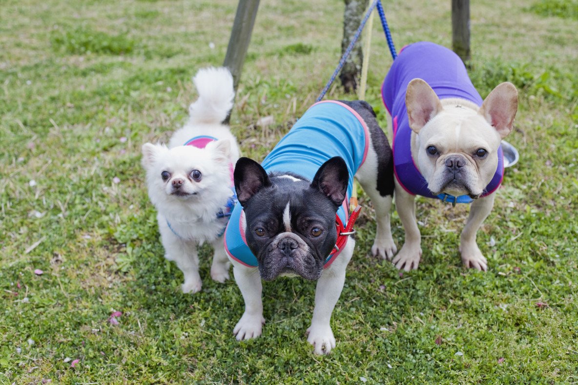 Французский бульдог, Джек