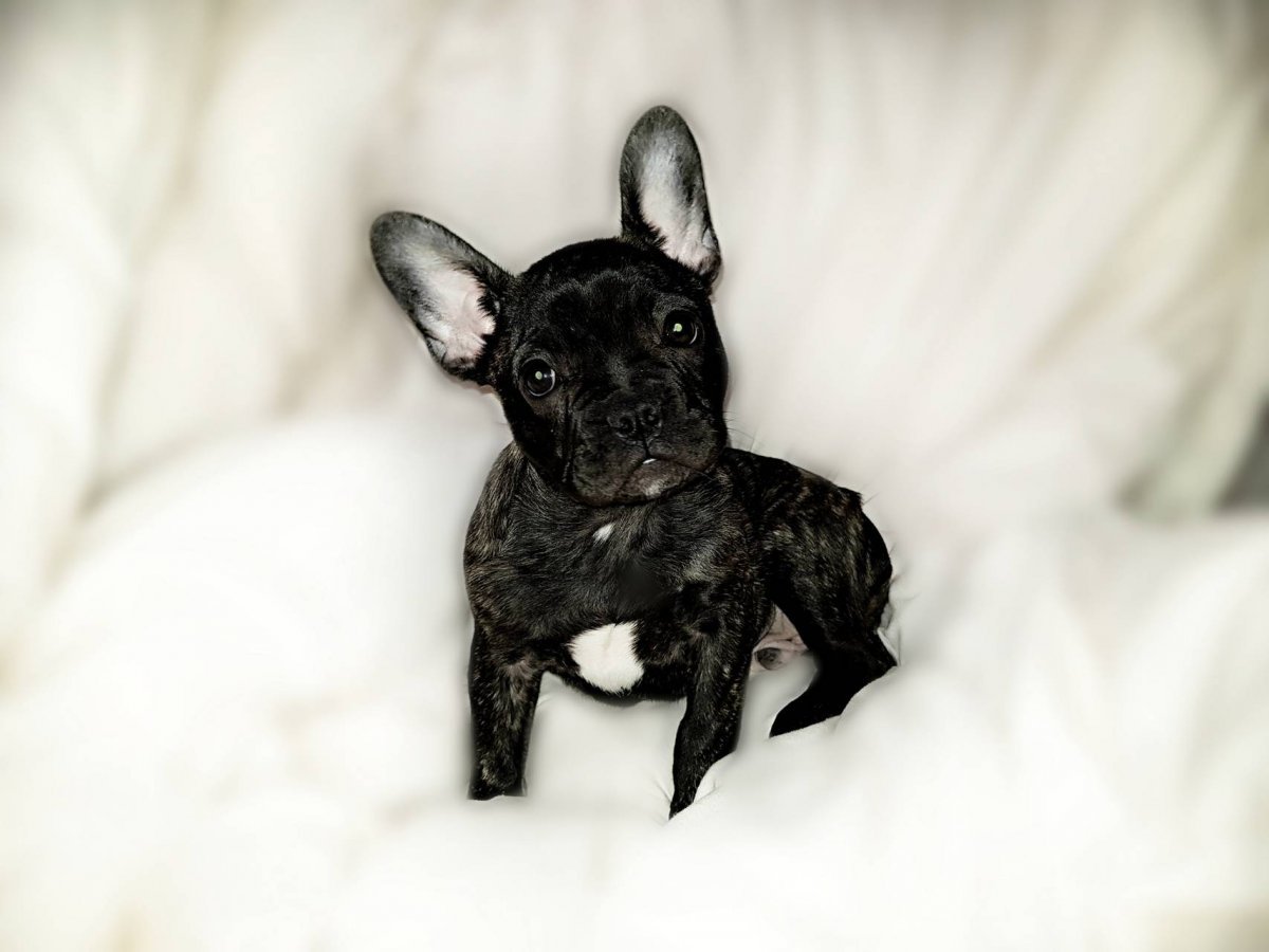 Ошейник для щенка французского бульдога