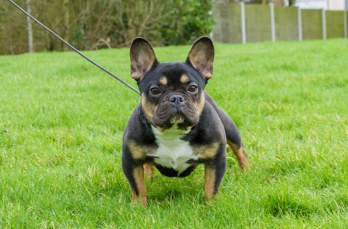 Французский бульдог и попугай