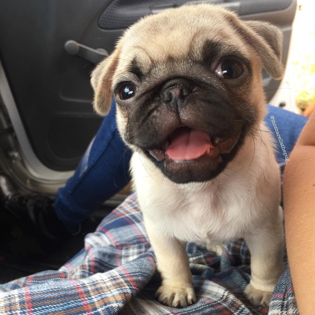 Метис МОПСА И хаски