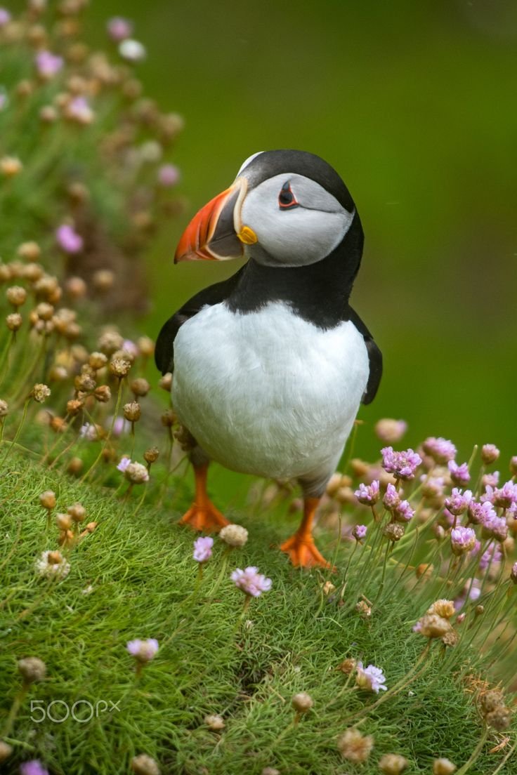 Птицы Ирландии