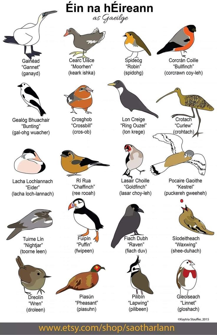 Группа слов птицы