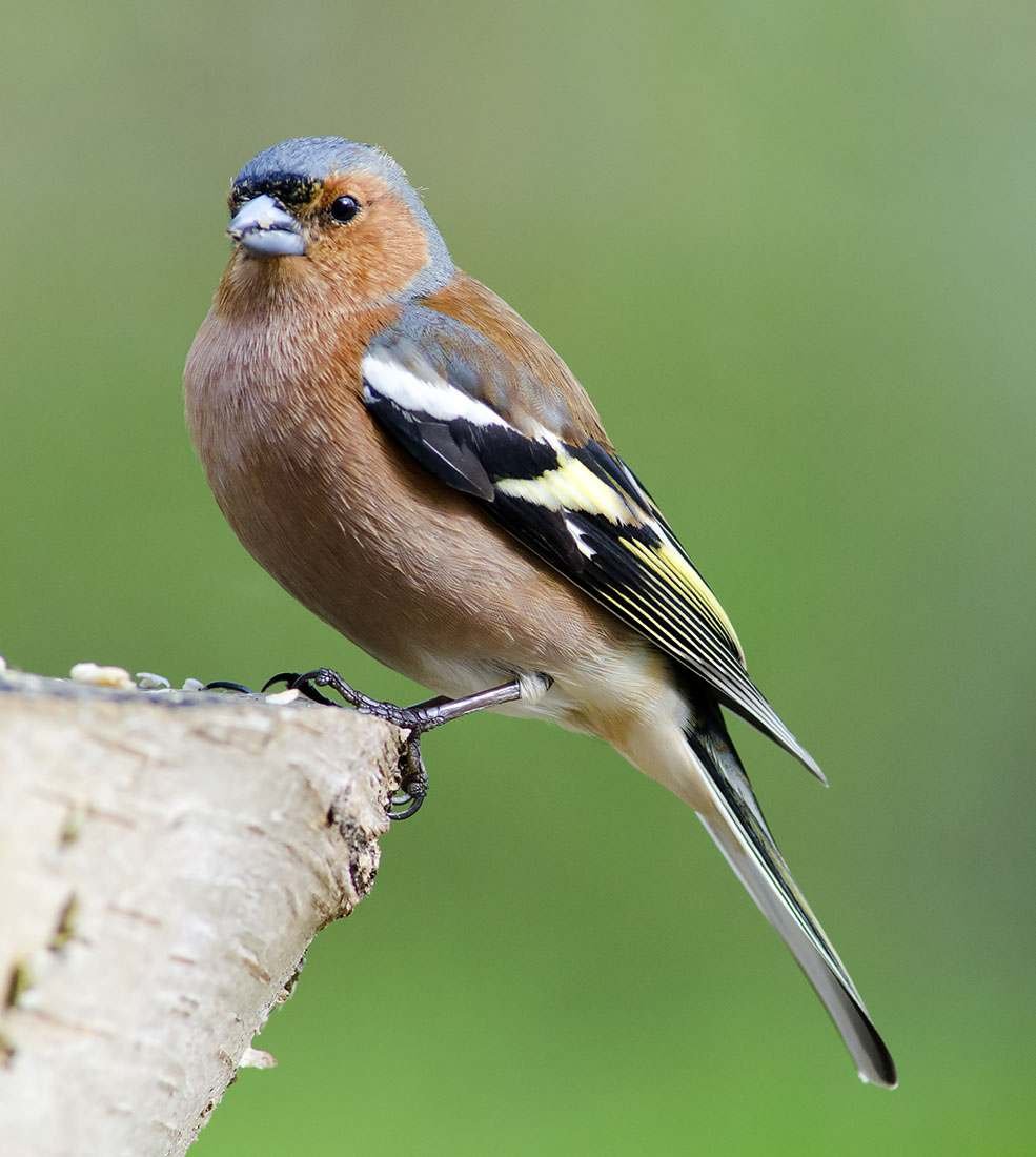 Птицы Ирландии