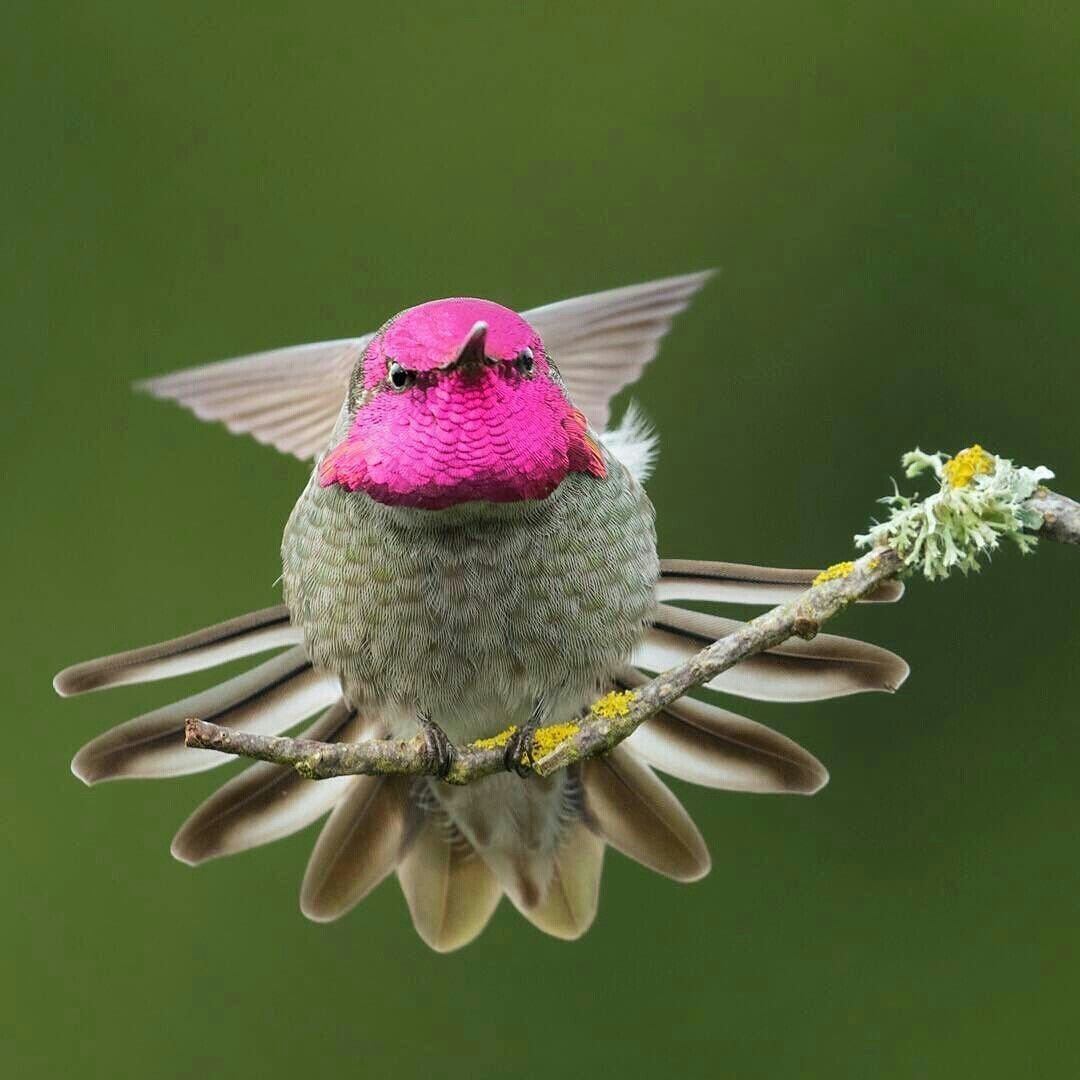 Дрозд рисунок