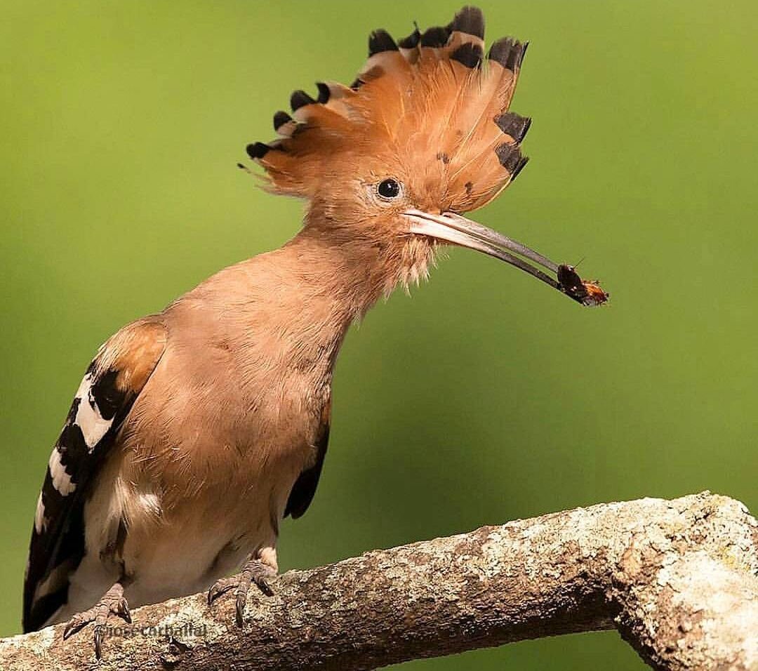 Северные птицы