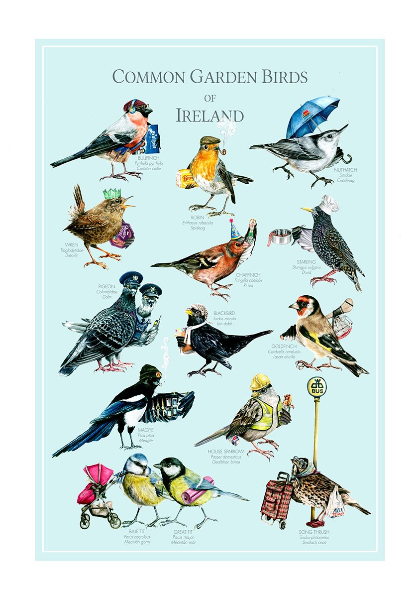 Атлантический тупик птица