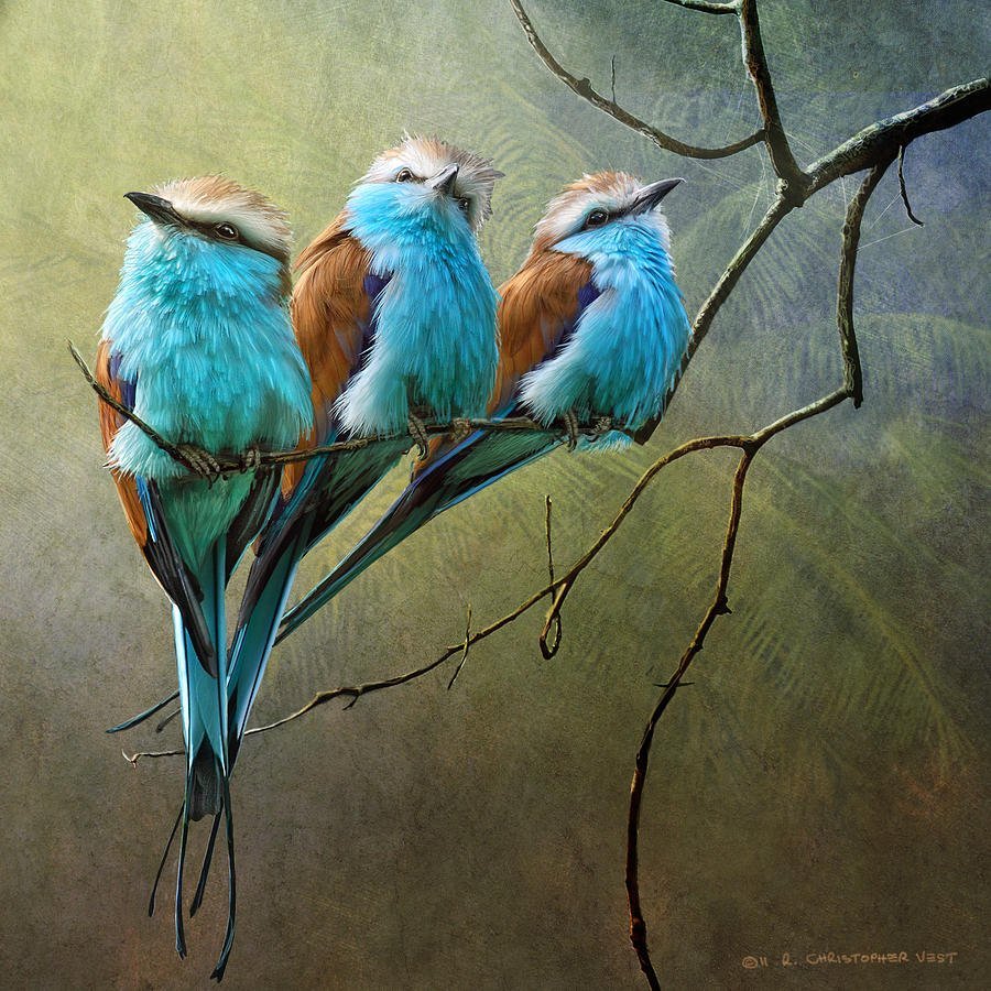 Природа птицы