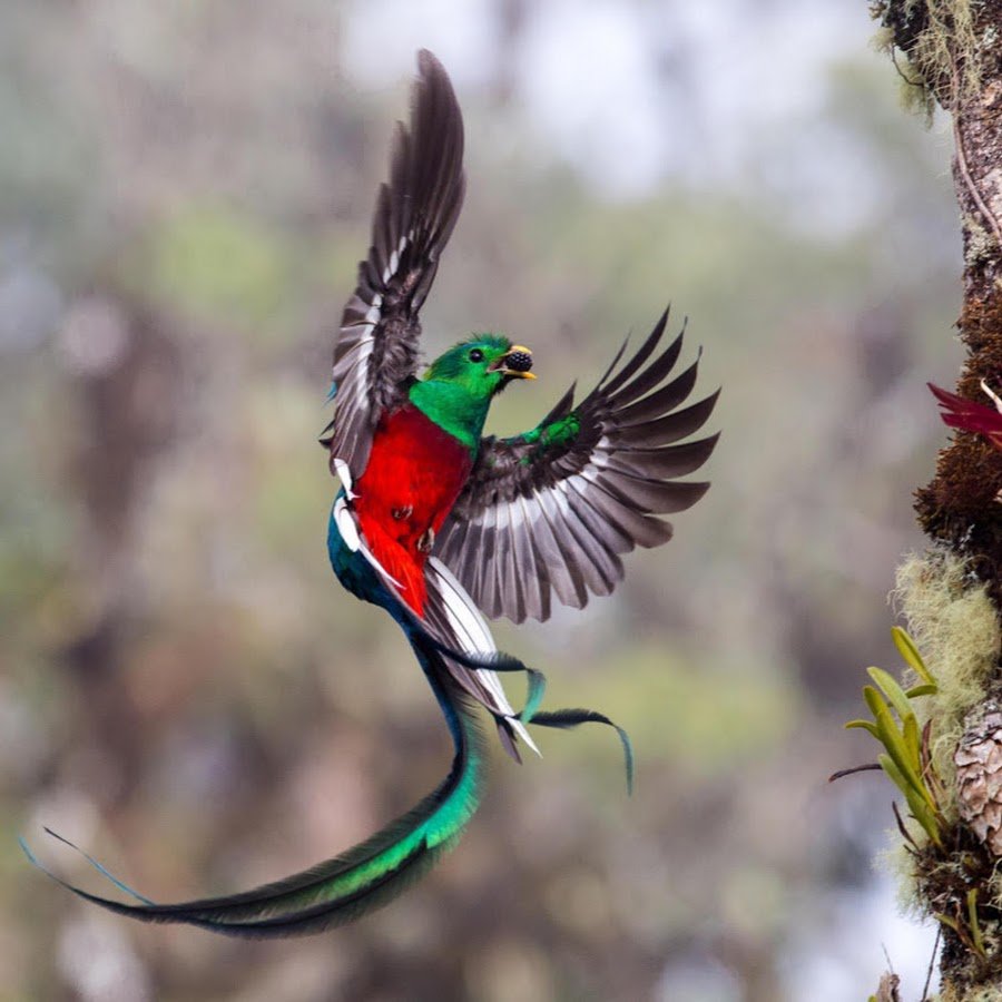 Реггианова райская птица