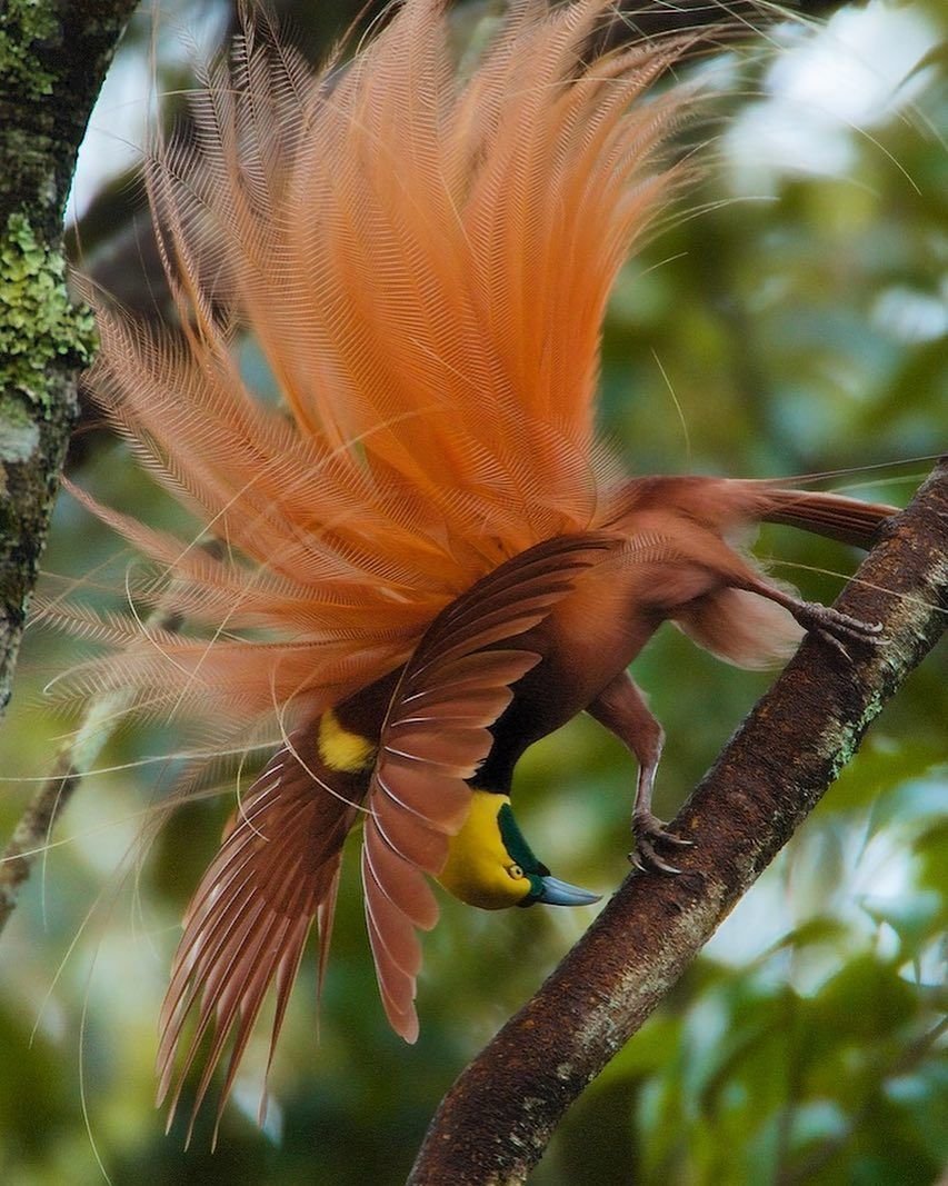 Райская птица Гоби