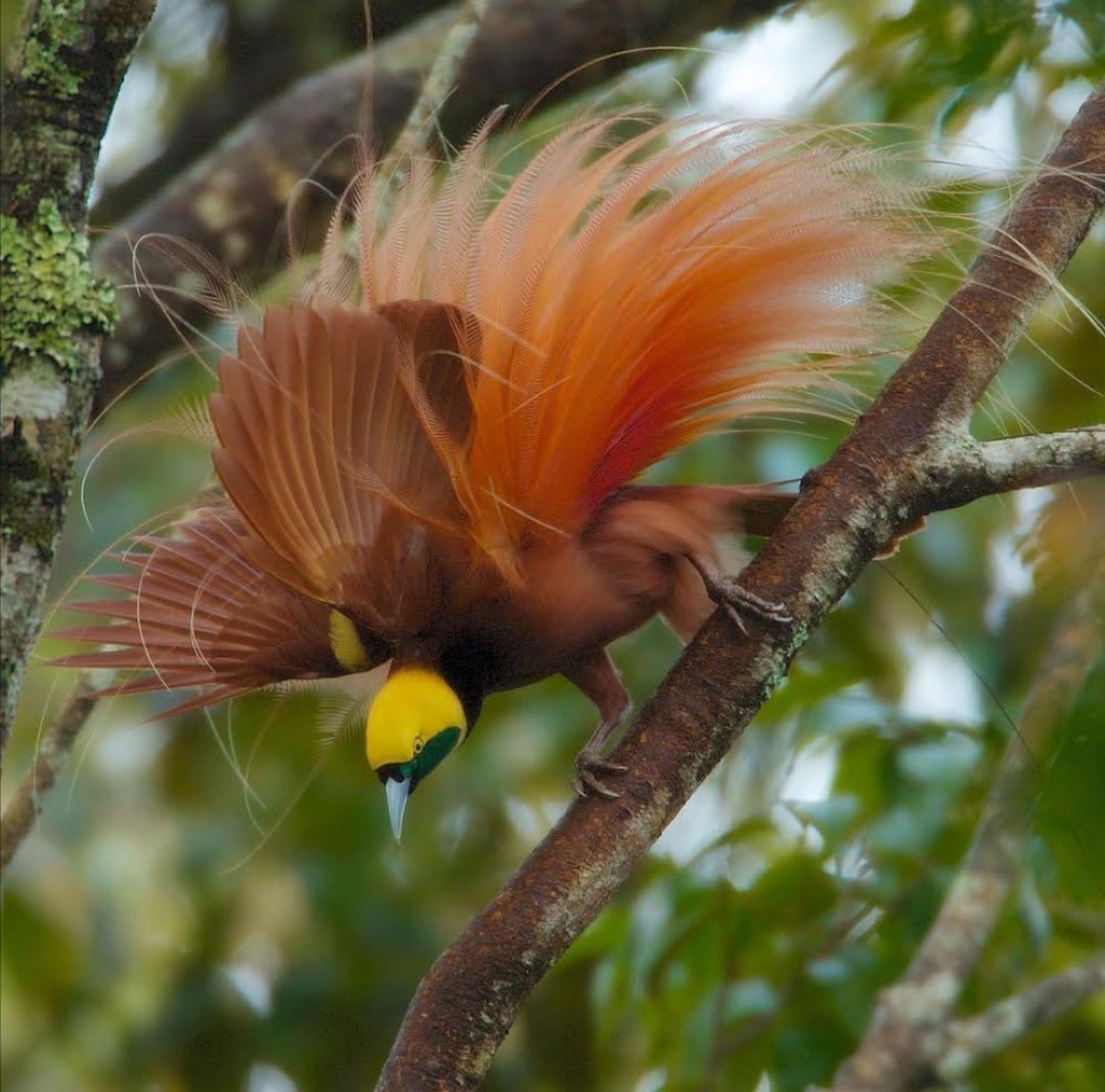 Павлин в полете