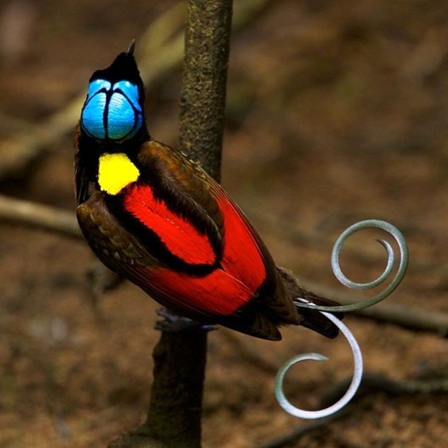 Райские птицы новой Зеландии