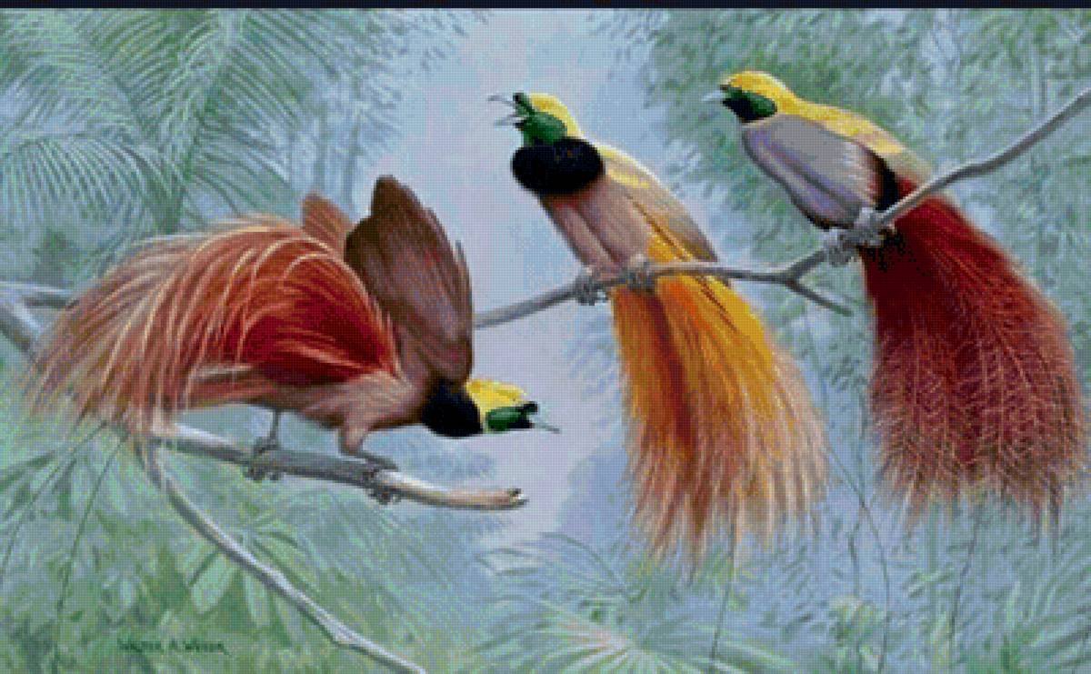 Райская птица лофорина