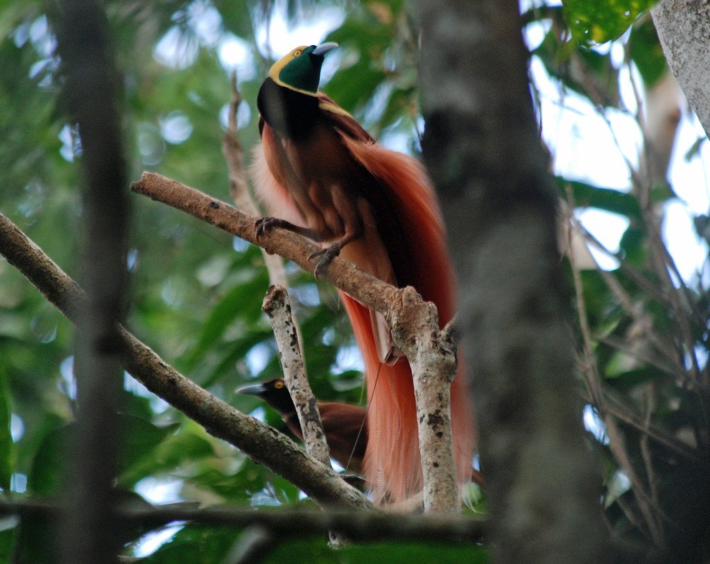Реггинова Райская птица