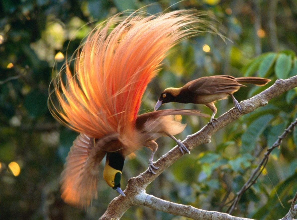 Реггианова Райская птица