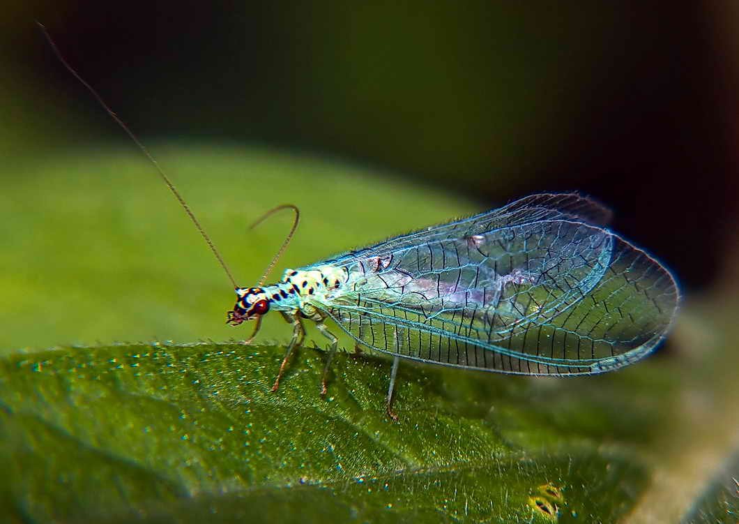 Златоглазка энтомофаг