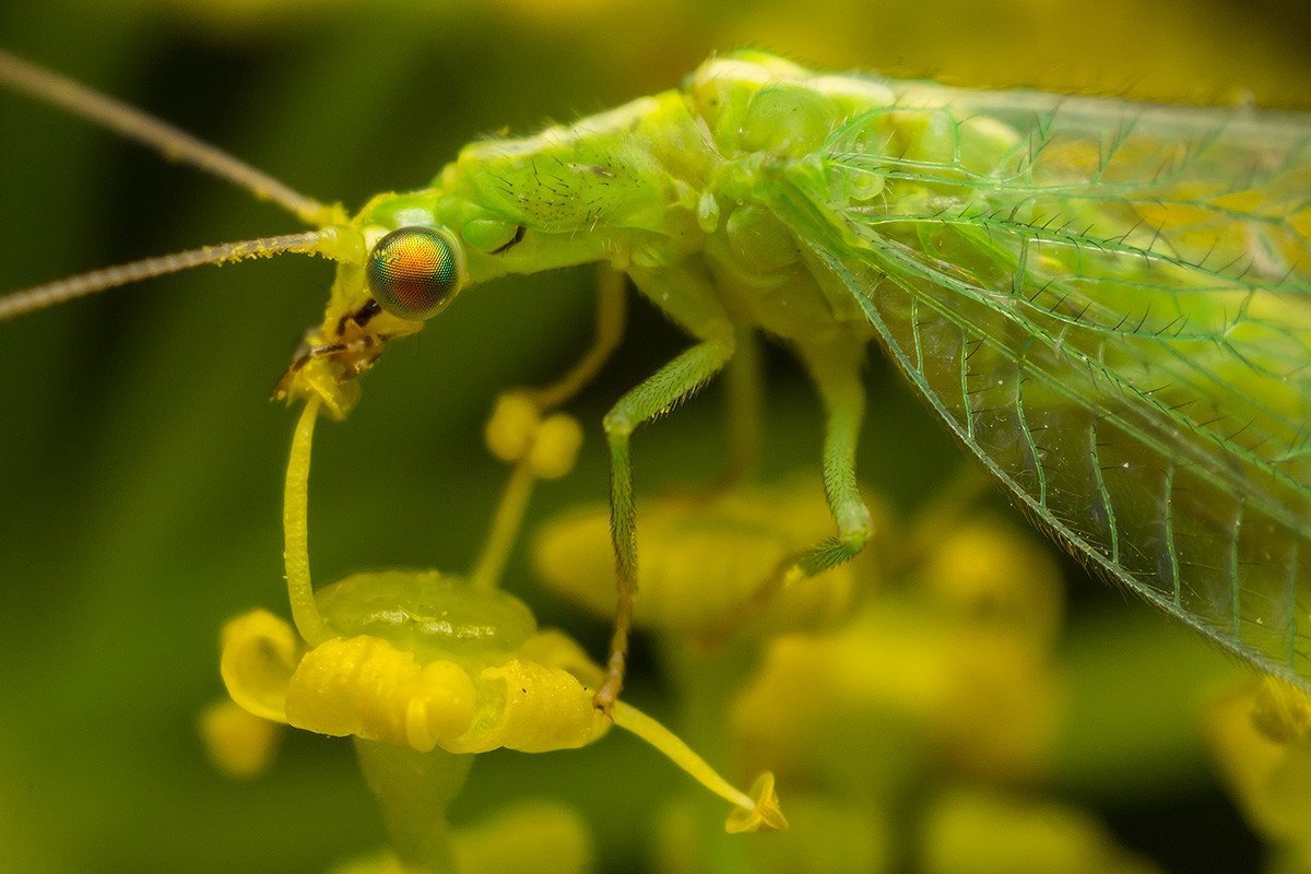 Златоглазка обыкновенная личинка