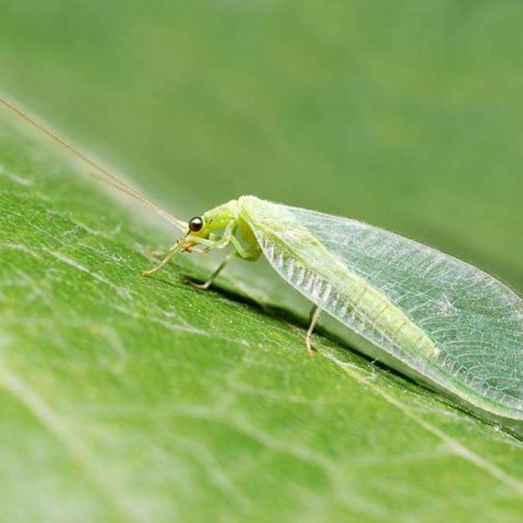 Златоглазка обыкновенная