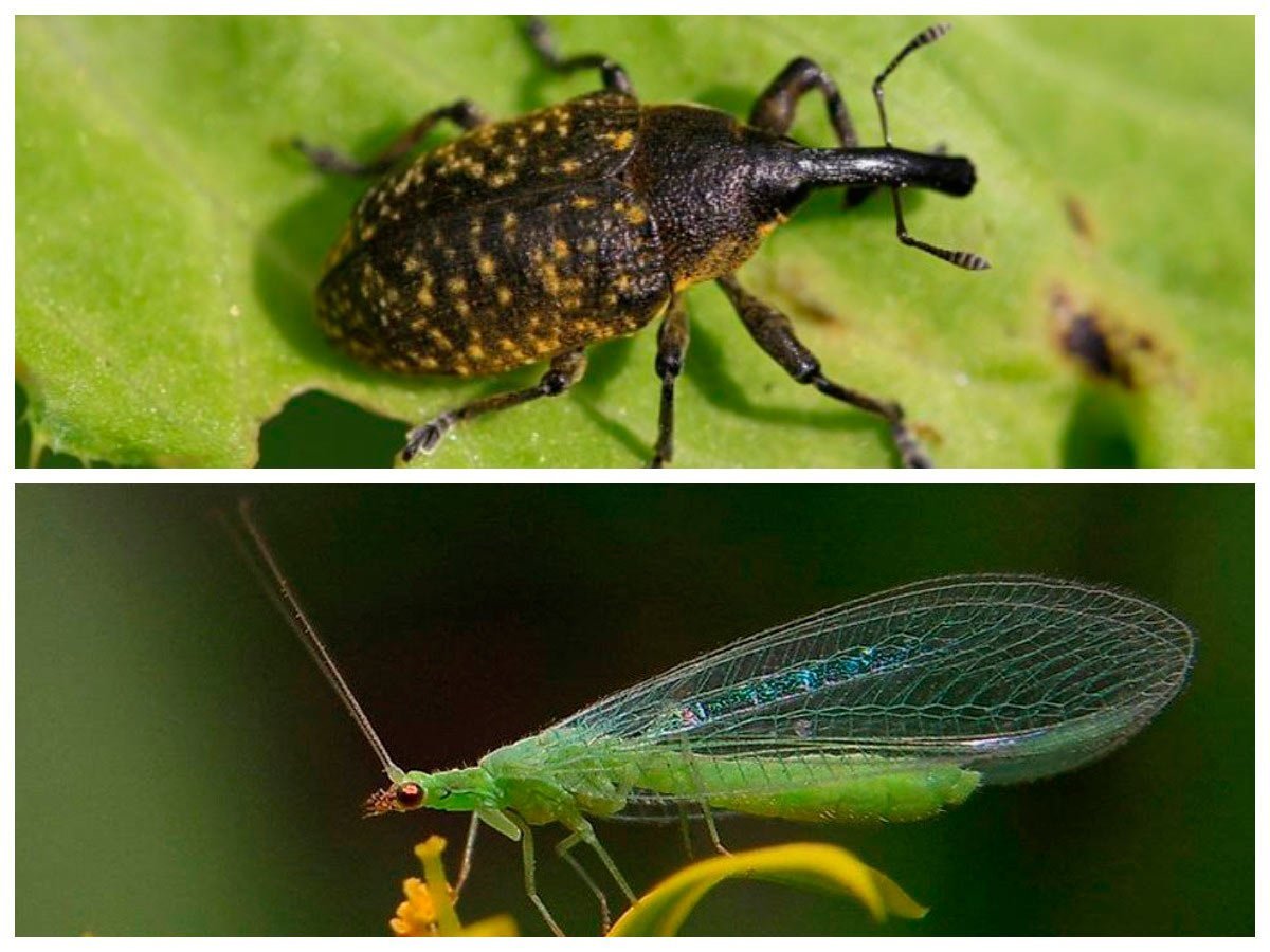 Полезные насекомые