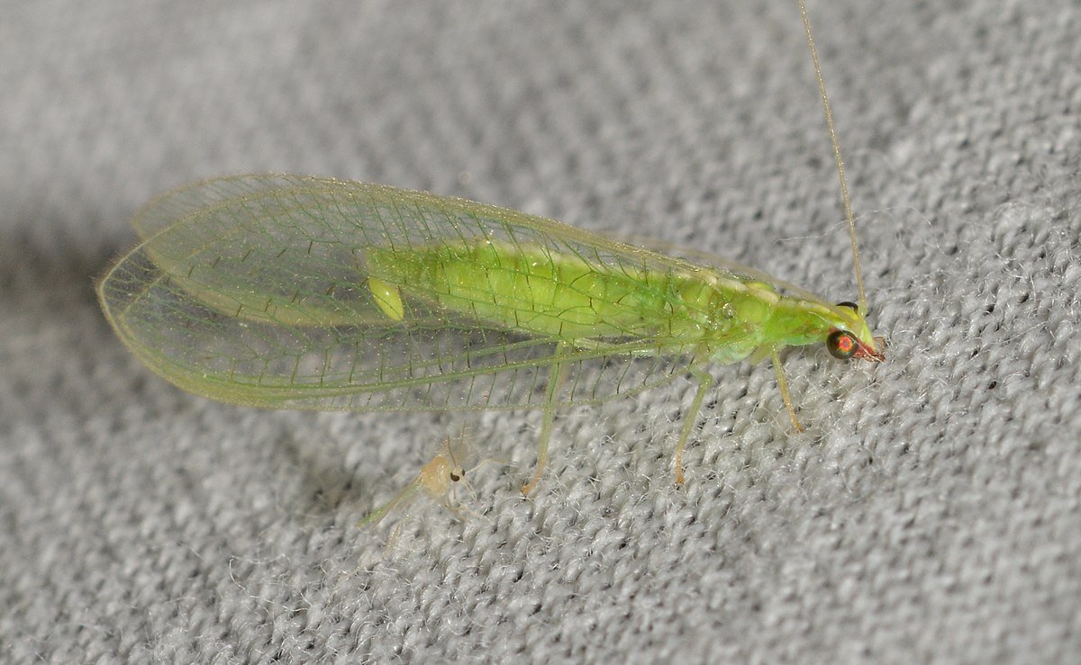 Кузнечик зеленый палочник