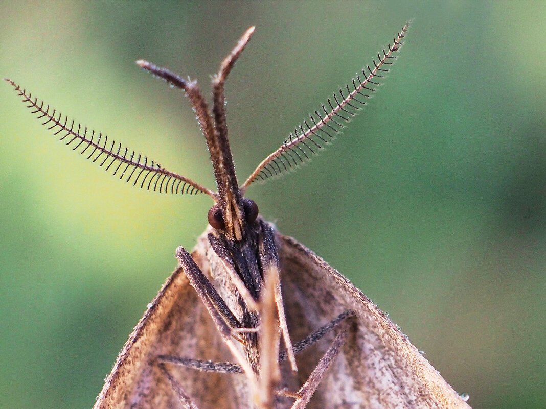 Златоглазка насекомое личинки