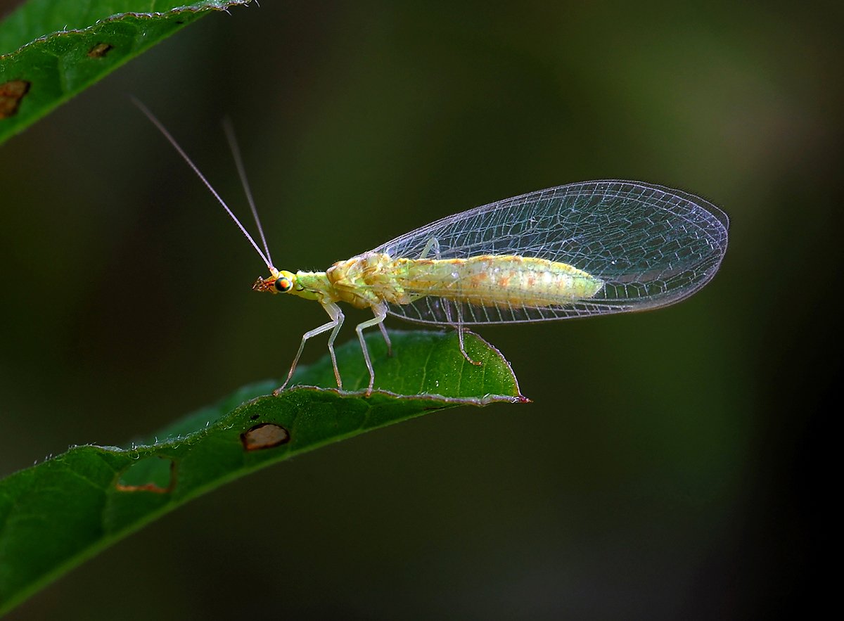 Златоглазка желтолобая